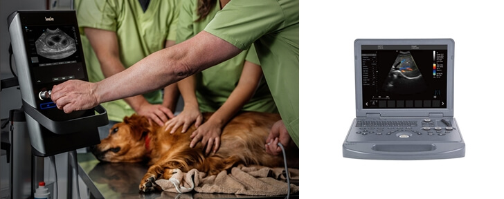 How much is an ultrasound for a dog - Portable Veterinary Ultrasound