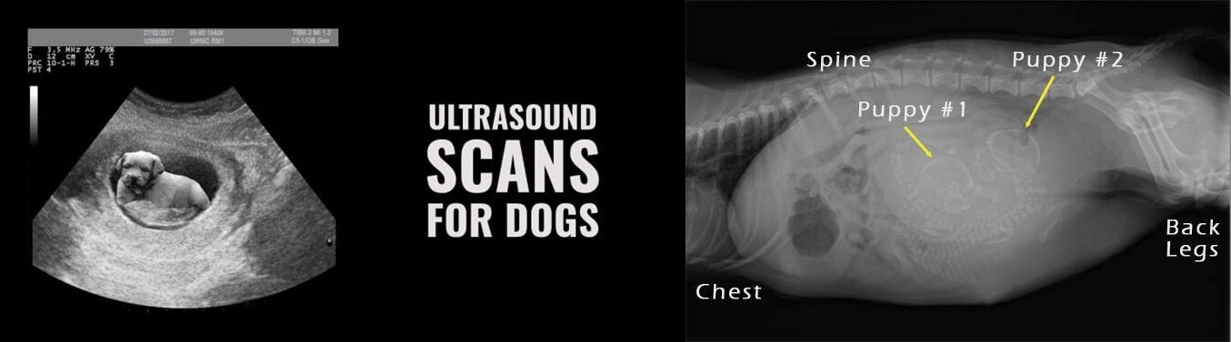 How to read puppy ultrasound - Puppy Ultrasound
