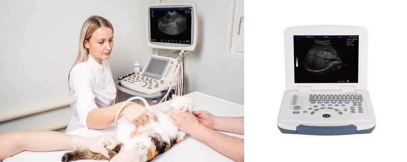 Portable Veterinary Ultrasound