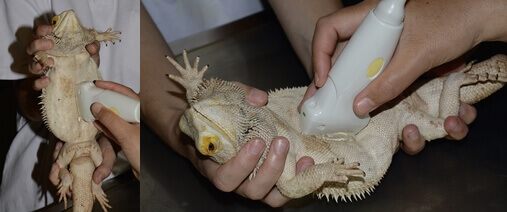 Reptile Ultrasound - Veterinary Ultrasound