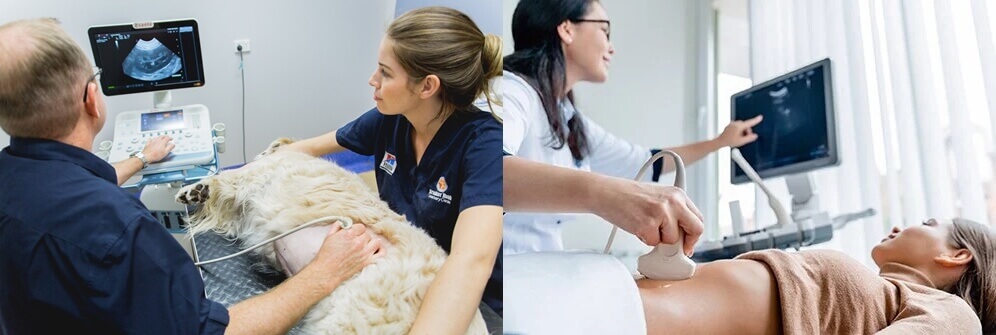 Vet Ultrasound vs Human Ultrasound 1 - Veterinary Ultrasound