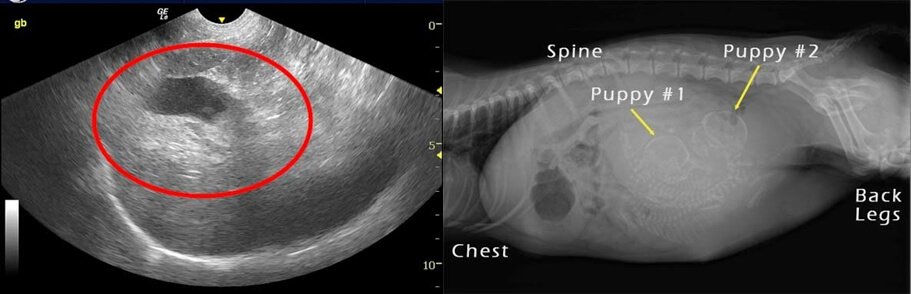 What does a dog ultrasound show