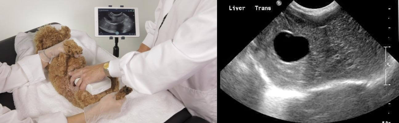 What is Animal Ultrasound - Veterinary Ultrasound