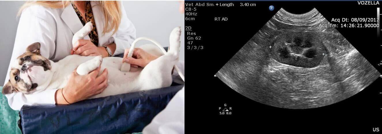 Dog Ultrasound 110