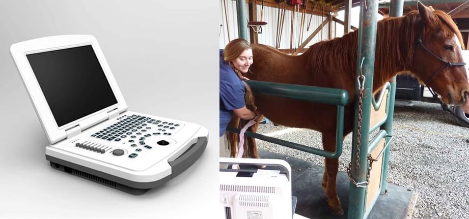 What is ultrasound for horses - Horse Ultrasound