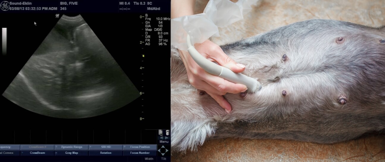 When can a dog have an ultrasound