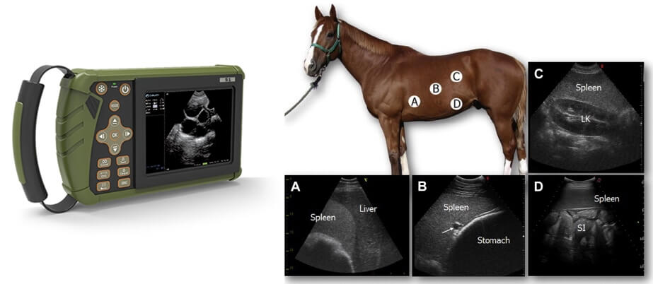 Why do you need an ultrasound for horses - Horse Ultrasound