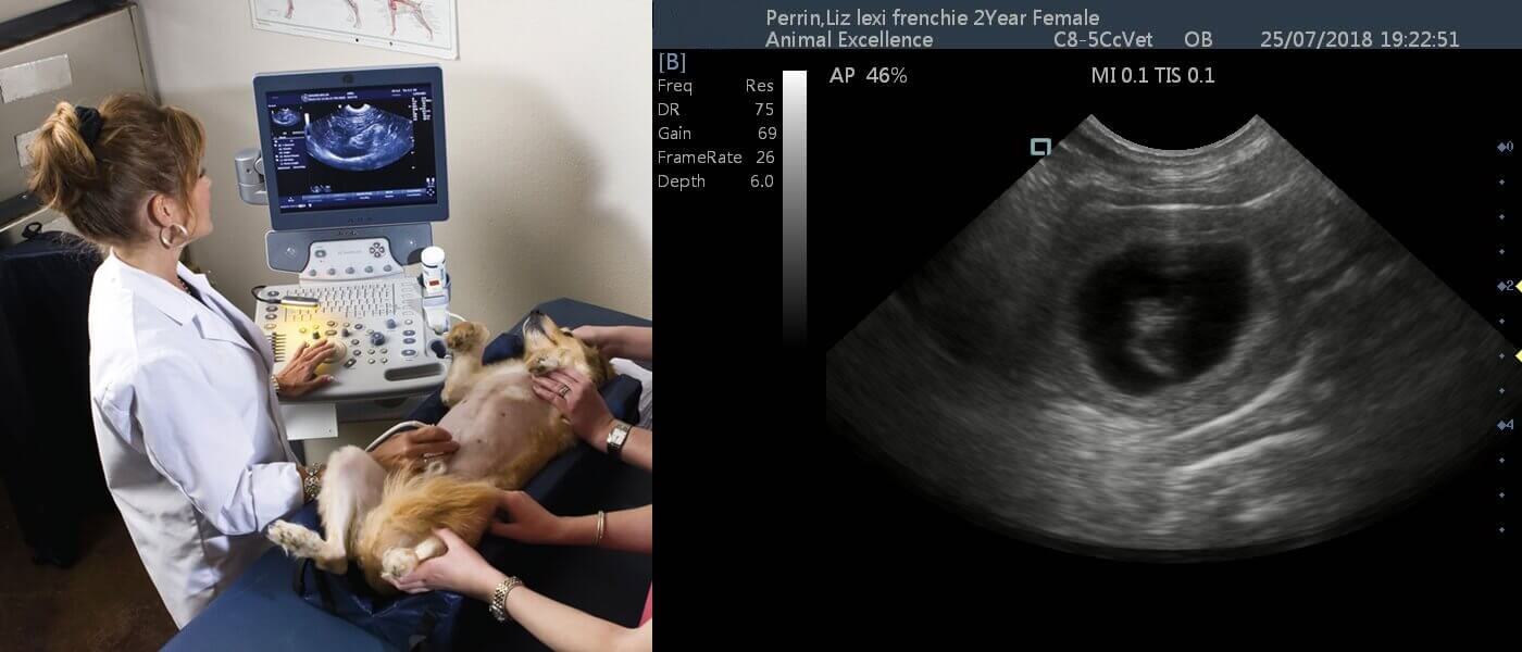 puppy ultrasound - Veterinary Ultrasound